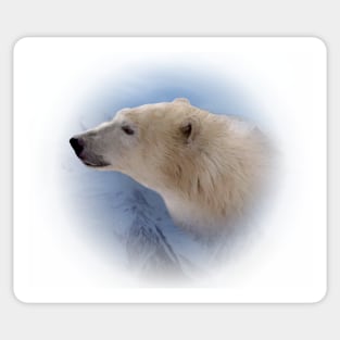 Polar bear Sticker